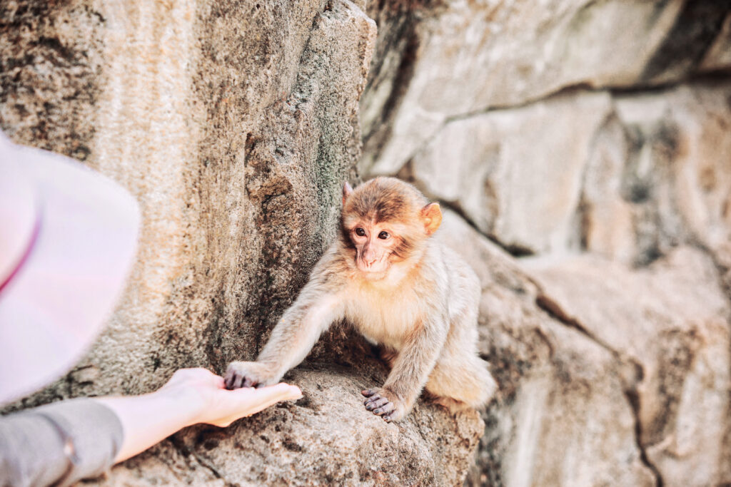 Jeune macaque de Barbarie, Forêt des Singes, Rocamadour