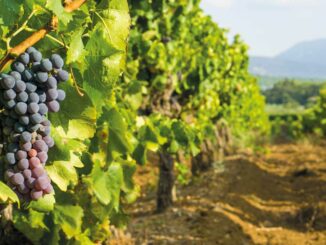 La Fête du raisin de Fréjus 2026