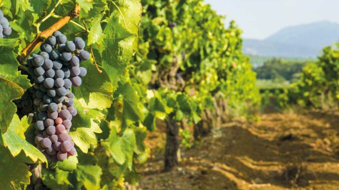La Fête du raisin de Fréjus 2026