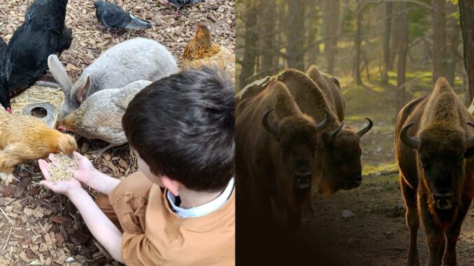 activites-avec-les-animaux-sorties-nature