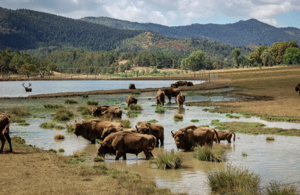 Réserve biologique des Monts d’Azur - Bisons