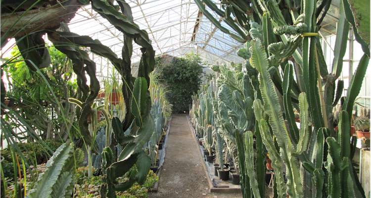 Jardins remarquables de le Côte d'Azur, Le Monde des Cactus - Kuentz