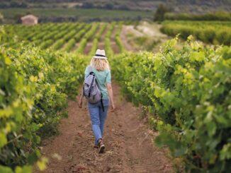 Vignobles en Scène dans le Var
