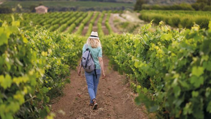 Vignobles en Scène dans le Var