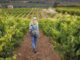Vignobles en Scène dans le Var